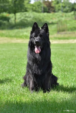 Немска овчарка дългокосместа – кученца German Shepherd, Vaccinated - Yes, Dewormed - Yes - city of Izvun Bulgaria | Dogs - снимка 4