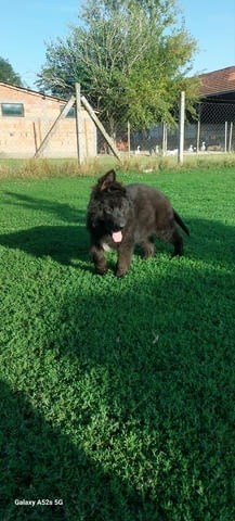 Немска овчарка дългокосместа – кученца German Shepherd, Vaccinated - Yes, Dewormed - Yes - city of Izvun Bulgaria | Dogs - снимка 6