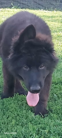 Немска овчарка дългокосместа – кученца German Shepherd, Vaccinated - Yes, Dewormed - Yes - city of Izvun Bulgaria | Dogs - снимка 7