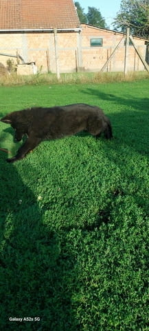 Немска овчарка дългокосместа – кученца German Shepherd, Vaccinated - Yes, Dewormed - Yes - city of Izvun Bulgaria | Dogs - снимка 8