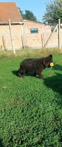 Немска овчарка дългокосместа – кученца German Shepherd, Vaccinated - Yes, Dewormed - Yes - city of Izvun Bulgaria | Dogs - снимка 9