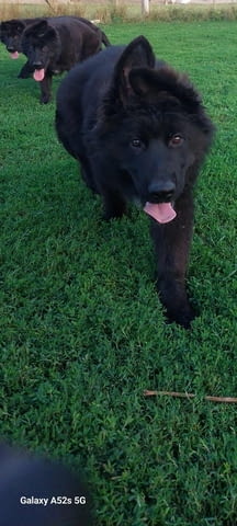 Немска овчарка дългокосместа – кученца German Shepherd, Vaccinated - Yes, Dewormed - Yes - city of Izvun Bulgaria | Dogs - снимка 10