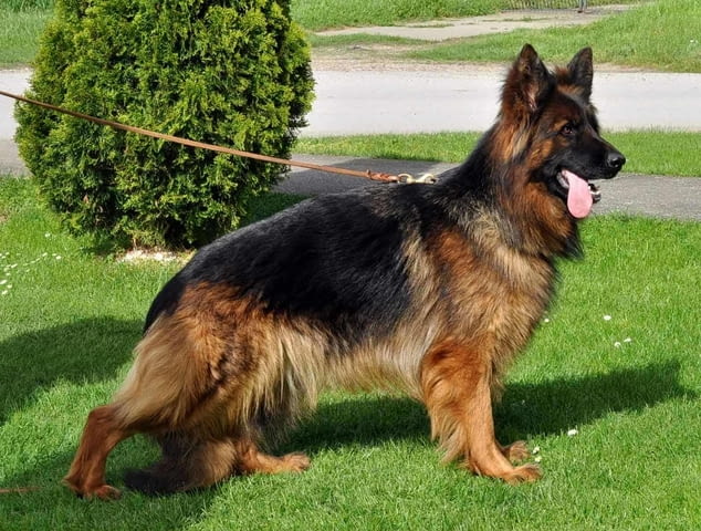 Немска овчарка дългокосместа – кученца German Shepherd, Vaccinated - Yes, Dewormed - Yes - city of Izvun Bulgaria | Dogs - снимка 11