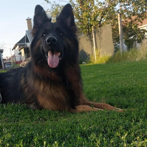 Немска овчарка дългокосместа – кученца German Shepherd, Vaccinated - Yes, Dewormed - Yes - city of Izvun Bulgaria | Dogs - снимка 12