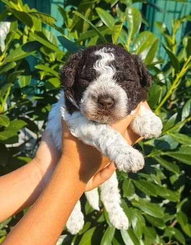 Кученца Лагото Романьоло Другa, 2 Months, Vaccinated - Yes - city of Sofia | Dogs - снимка 6