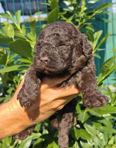 Кученца Лагото Романьоло Другa, 2 Months, Vaccinated - Yes - city of Sofia | Dogs - снимка 9