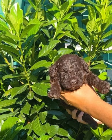 Кученца Лагото Романьоло Другa, 2 Months, Vaccinated - Yes - city of Sofia | Dogs - снимка 10