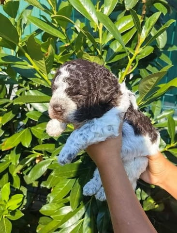 Кученца Лагото Романьоло Другa, 2 Months, Vaccinated - Yes - city of Sofia | Dogs - снимка 12