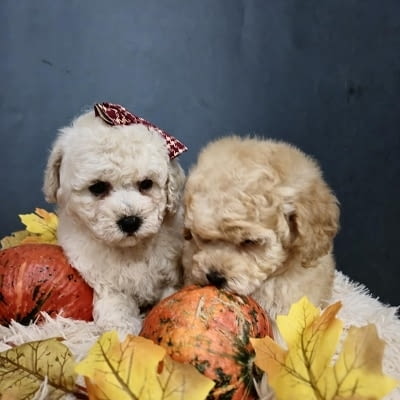 Кученца Малтипу, красиви бебета Пудел мини, 2 месеца, Ваксинирано - Да - град Извън България | Кучета - снимка 5