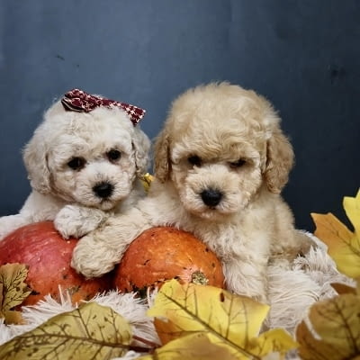 Кученца Малтипу, красиви бебета Пудел мини, 2 месеца, Ваксинирано - Да - град Извън България | Кучета - снимка 6