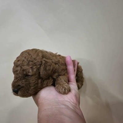 Кученца пудел с изключително качество Mini Poodle, 2 Months, Vaccinated - Yes - city of Izvun Bulgaria | Dogs - снимка 1