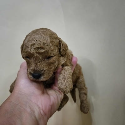 Кученца пудел с изключително качество Mini Poodle, 2 Months, Vaccinated - Yes - city of Izvun Bulgaria | Dogs - снимка 2