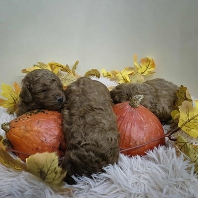 Кученца пудел с изключително качество Mini Poodle, 2 Months, Vaccinated - Yes - city of Izvun Bulgaria | Dogs - снимка 3