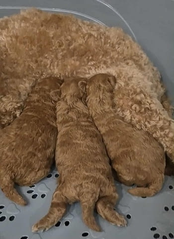 Кученца пудел с изключително качество Mini Poodle, 2 Months, Vaccinated - Yes - city of Izvun Bulgaria | Dogs - снимка 4