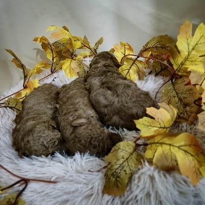 Кученца пудел с изключително качество Mini Poodle, 2 Months, Vaccinated - Yes - city of Izvun Bulgaria | Dogs - снимка 5