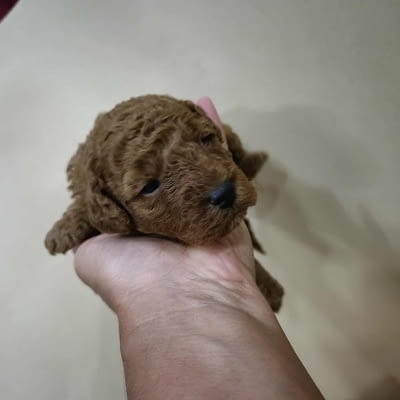Кученца пудел с изключително качество Mini Poodle, 2 Months, Vaccinated - Yes - city of Izvun Bulgaria | Dogs - снимка 6