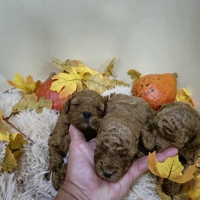Кученца пудел с изключително качество Mini Poodle, 2 Months, Vaccinated - Yes - city of Izvun Bulgaria | Dogs - снимка 7