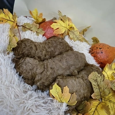 Кученца пудел с изключително качество Mini Poodle, 2 Months, Vaccinated - Yes - city of Izvun Bulgaria | Dogs - снимка 8