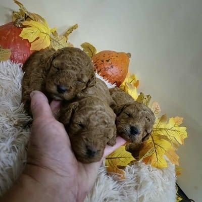 Кученца пудел с изключително качество Mini Poodle, 2 Months, Vaccinated - Yes - city of Izvun Bulgaria | Dogs - снимка 9