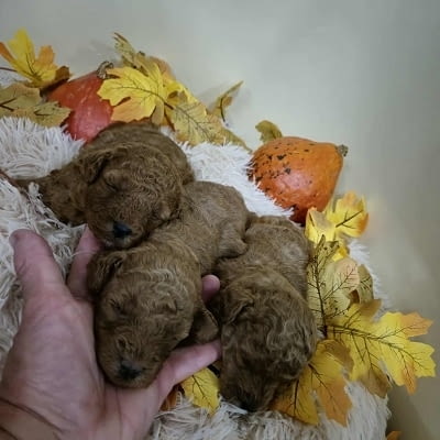 Кученца пудел с изключително качество Mini Poodle, 2 Months, Vaccinated - Yes - city of Izvun Bulgaria | Dogs - снимка 10