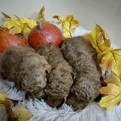 Кученца пудел с изключително качество Mini Poodle, 2 Months, Vaccinated - Yes - city of Izvun Bulgaria | Dogs - снимка 11