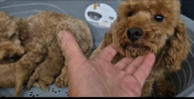 Кученца пудел с изключително качество Mini Poodle, 2 Months, Vaccinated - Yes - city of Izvun Bulgaria | Dogs - снимка 12