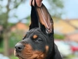 Доберман – Красиви кученца