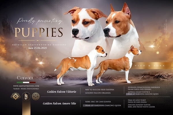 Американски стафордширски териери American Staffordshire Terrier, 2 Months - city of Izvun Bulgaria | Dogs - снимка 1