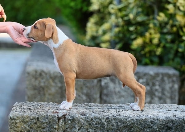 Американски стафордширски териери American Staffordshire Terrier, 2 Months - city of Izvun Bulgaria | Dogs - снимка 2