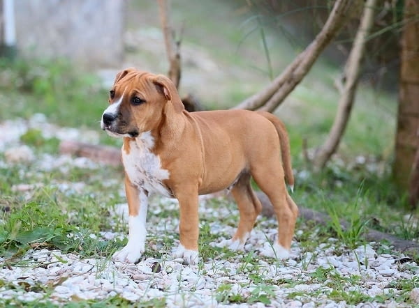 Американски стафордширски териери American Staffordshire Terrier, 2 Months - city of Izvun Bulgaria | Dogs - снимка 4