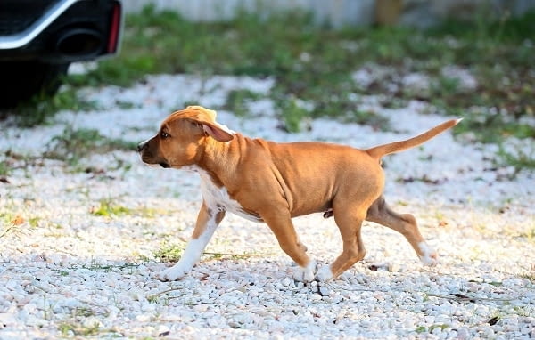 Американски стафордширски териери American Staffordshire Terrier, 2 Months - city of Izvun Bulgaria | Dogs - снимка 5