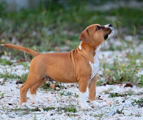 Американски стафордширски териери American Staffordshire Terrier, 2 Months - city of Izvun Bulgaria | Dogs - снимка 6