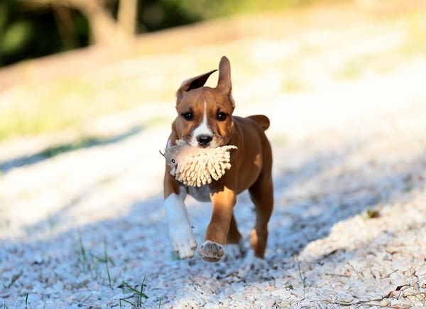 Американски стафордширски териери American Staffordshire Terrier, 2 Months - city of Izvun Bulgaria | Dogs - снимка 7