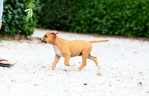 Американски стафордширски териери American Staffordshire Terrier, 2 Months - city of Izvun Bulgaria | Dogs - снимка 10