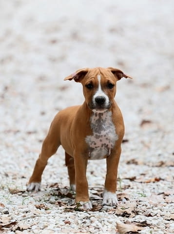Американски стафордширски териери American Staffordshire Terrier, 2 Months - city of Izvun Bulgaria | Dogs - снимка 11