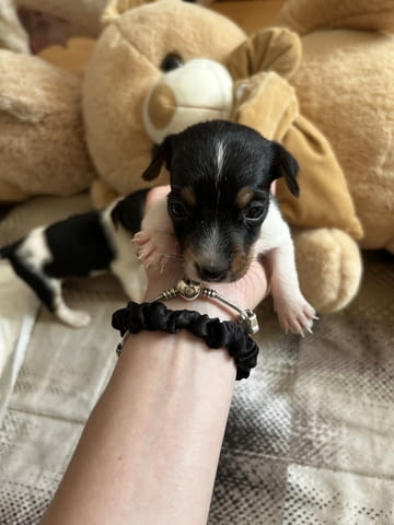Бебета Джак Ръсел Jack Russell Terrier, Dewormed - Yes - city of Vidin | Dogs - снимка 1