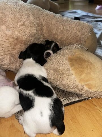 Бебета Джак Ръсел Jack Russell Terrier, Dewormed - Yes - city of Vidin | Dogs - снимка 2
