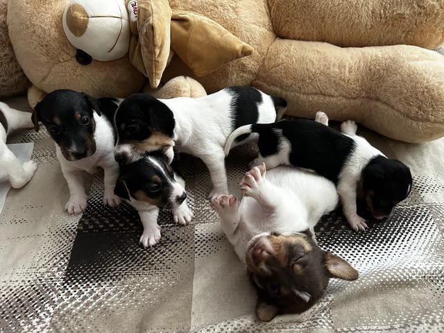 Бебета Джак Ръсел Jack Russell Terrier, Dewormed - Yes - city of Vidin | Dogs - снимка 3
