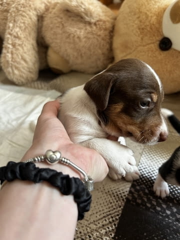 Бебета Джак Ръсел Jack Russell Terrier, Dewormed - Yes - city of Vidin | Dogs - снимка 4