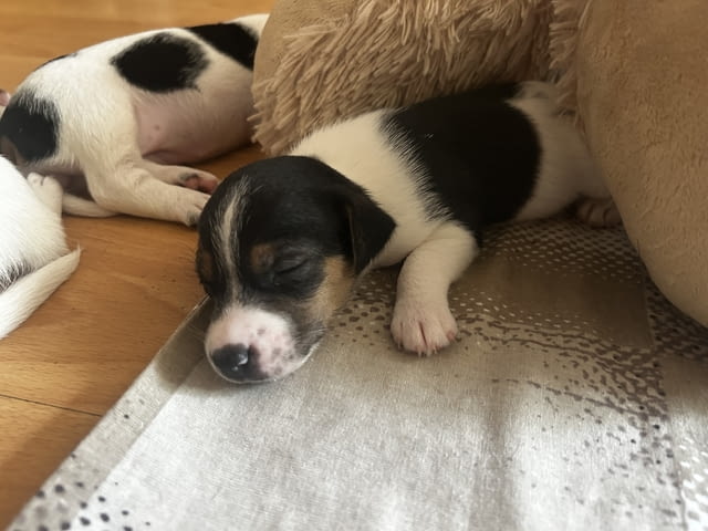 Бебета Джак Ръсел Jack Russell Terrier, Dewormed - Yes - city of Vidin | Dogs - снимка 5