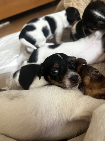 Бебета Джак Ръсел Jack Russell Terrier, Dewormed - Yes - city of Vidin | Dogs - снимка 6