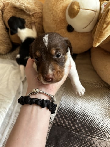 Бебета Джак Ръсел Jack Russell Terrier, Dewormed - Yes - city of Vidin | Dogs - снимка 7