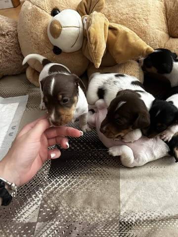 Бебета Джак Ръсел Jack Russell Terrier, Dewormed - Yes - city of Vidin | Dogs - снимка 8