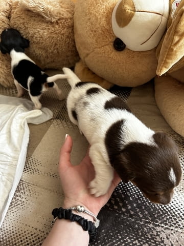 Бебета Джак Ръсел Jack Russell Terrier, Dewormed - Yes - city of Vidin | Dogs - снимка 9