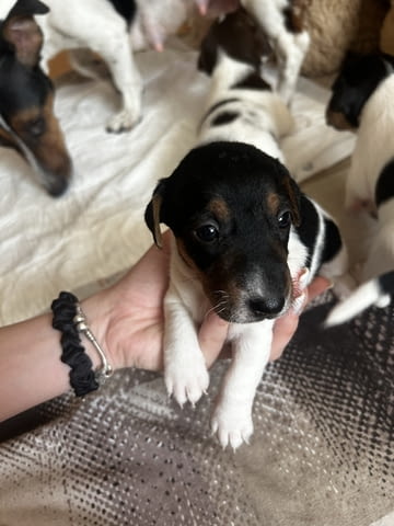 Бебета Джак Ръсел Jack Russell Terrier, Dewormed - Yes - city of Vidin | Dogs - снимка 10