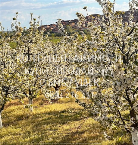 Кодл 63086. Черешова градина 4400м2 в отлично състояние, с ограда - лесен достъп на около 700м от се - снимка 7