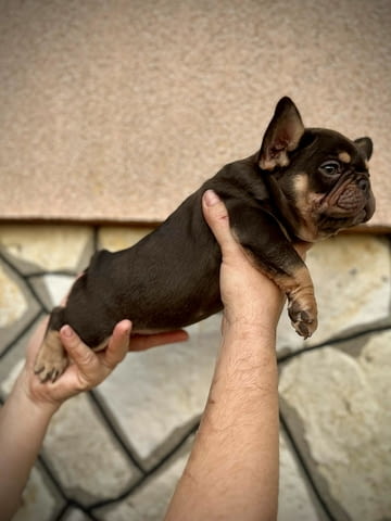 Френски булдози – EXOTIC TOP QUALITY Френски булдог, Ваксинирано - Да, Обезпаразитено - Да - град Извън България | Кучета - снимка 4