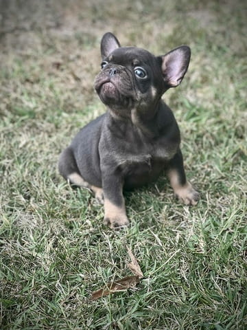 Френски булдози – EXOTIC TOP QUALITY Френски булдог, Ваксинирано - Да, Обезпаразитено - Да - град Извън България | Кучета - снимка 5