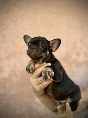 Френски булдози – EXOTIC TOP QUALITY Френски булдог, Ваксинирано - Да, Обезпаразитено - Да - град Извън България | Кучета - снимка 6