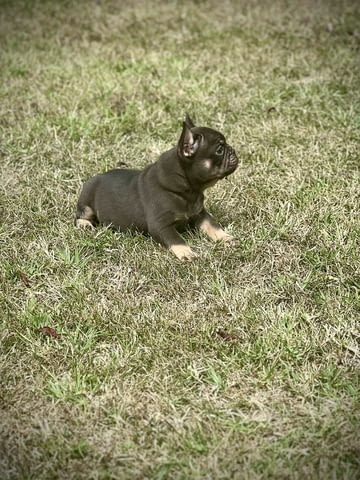 Френски булдози – EXOTIC TOP QUALITY Френски булдог, Ваксинирано - Да, Обезпаразитено - Да - град Извън България | Кучета - снимка 7